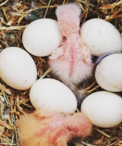 Parrot Eggs For Sale