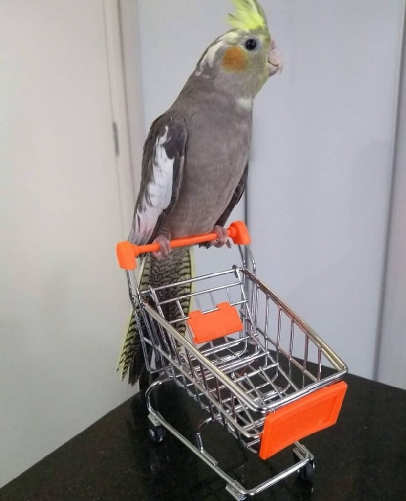 parrots for sale