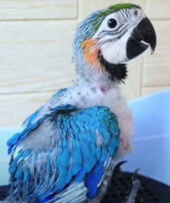 Macaw Parrots For Sale