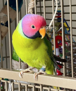 Parakeet For Sale 