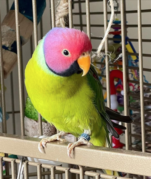 Parakeet For Sale 